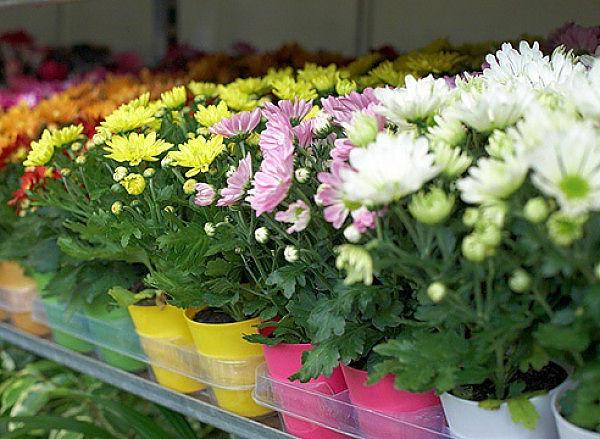 Zimmerchrysanthemen Anbau und Pflege