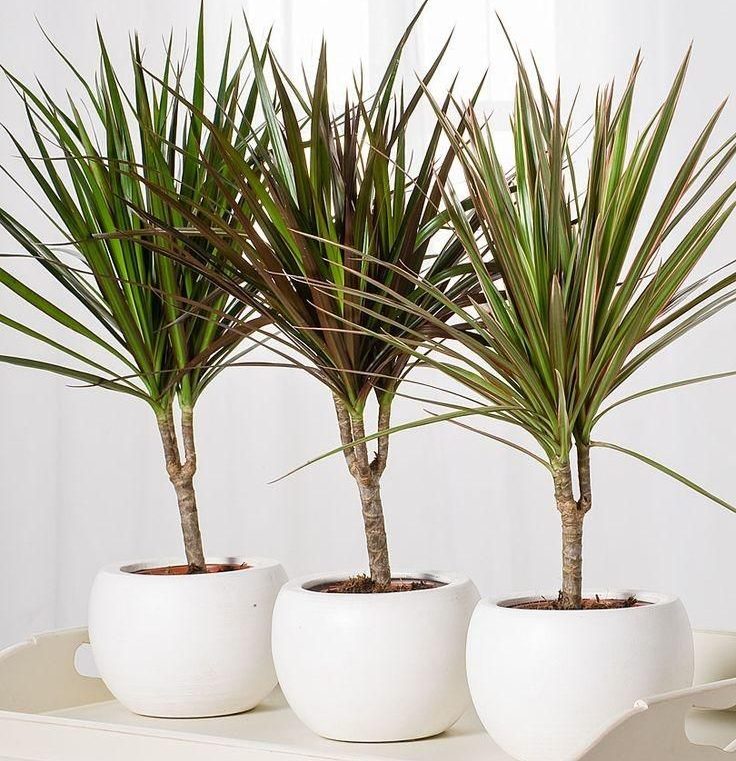 Zimmerpflanzen Dracaena: Pflege, Vermehrung, Umtopfen