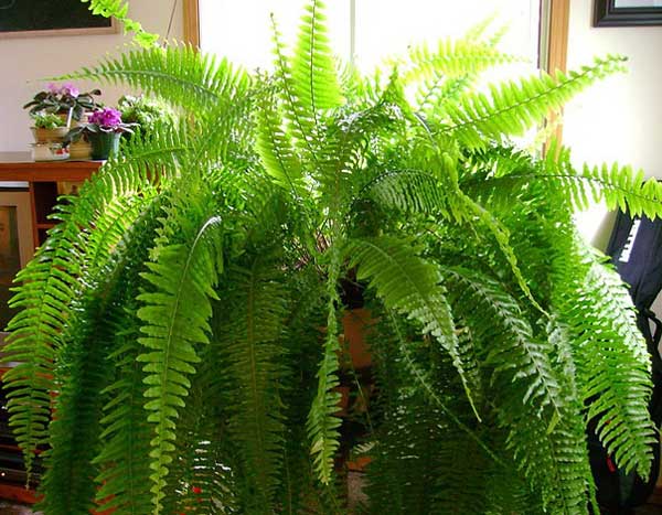 Zimmerpflanzen: Farnpflege zu Hause