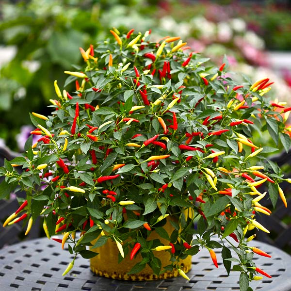 Scharfer Chili – Anbau in der Wohnung