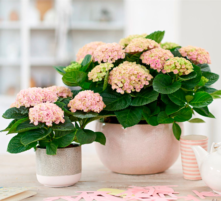 Wie pflegt man eine Zimmerhortensie?