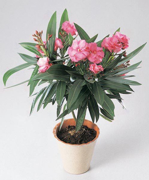 Zimmeroleander Pflege und Anbau