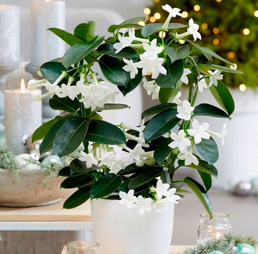 Zimmerpflanze Jasmin: Pflege und Vermehrung