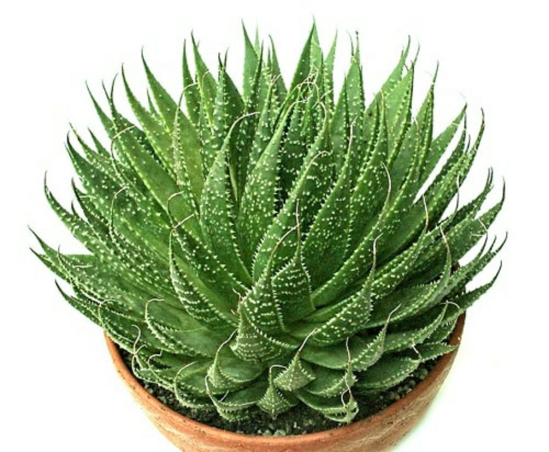 Eine Zimmerpflanze, die Aloe ähnelt