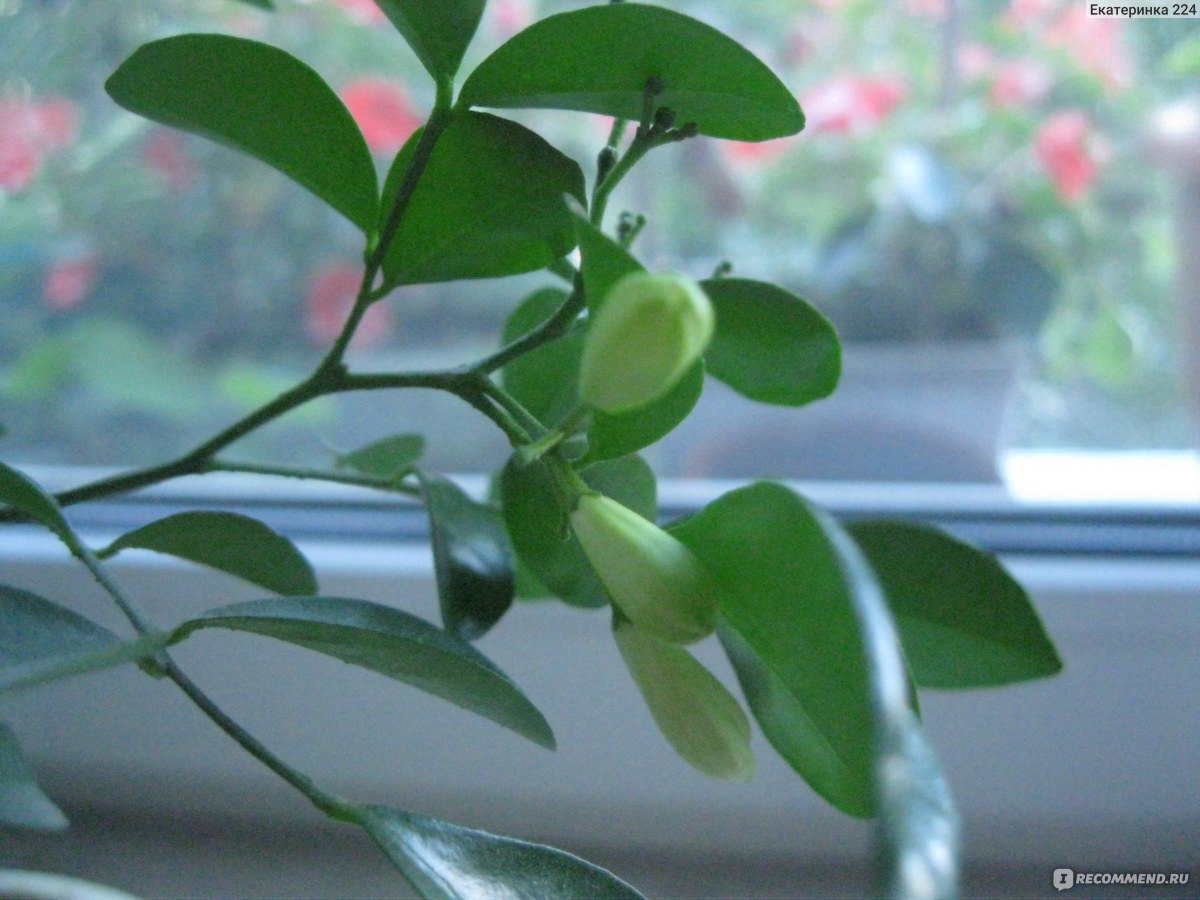Zimmerpflanze mit Jasminduft