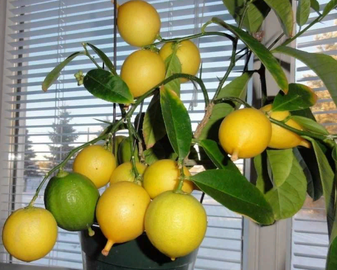 Zimmerpflanze mit Zitronenduft