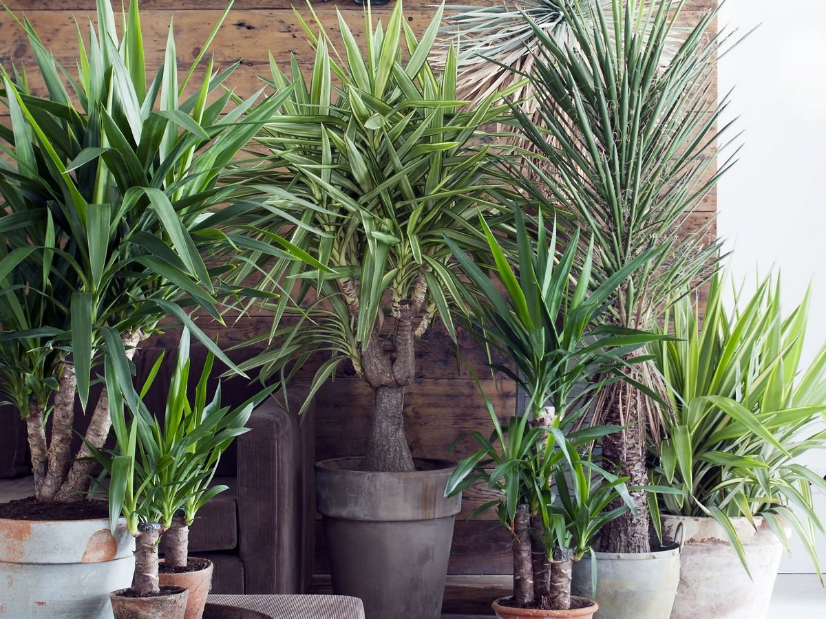 Zimmerpflanze Yucca: Wie pflegt man sie?