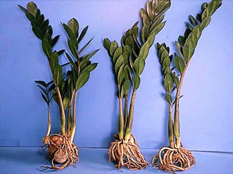 Vermehrung der Zimmerpflanze Zamioculcas