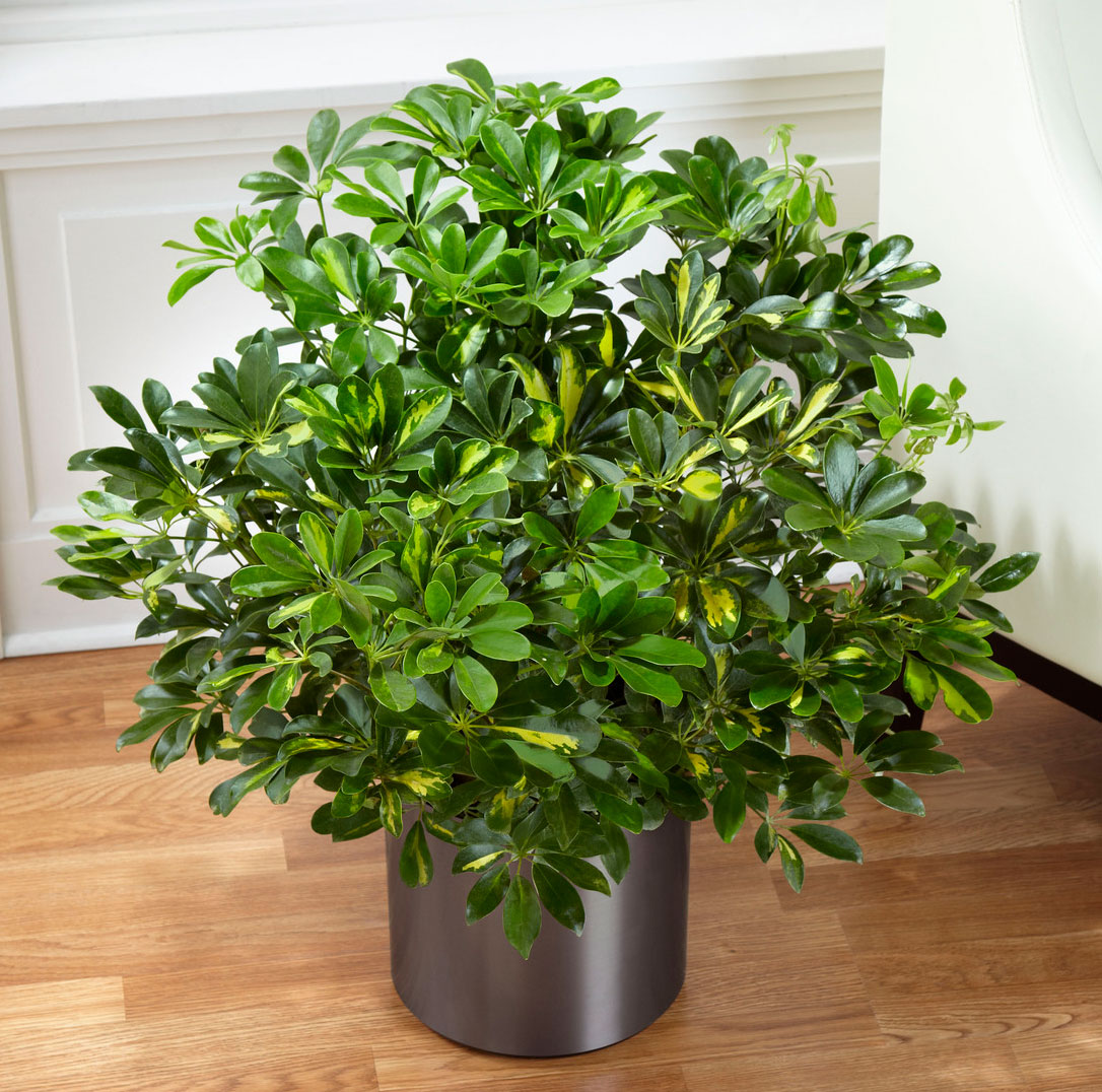 Zimmerpflanze Schefflera Pflege und Vermehrung