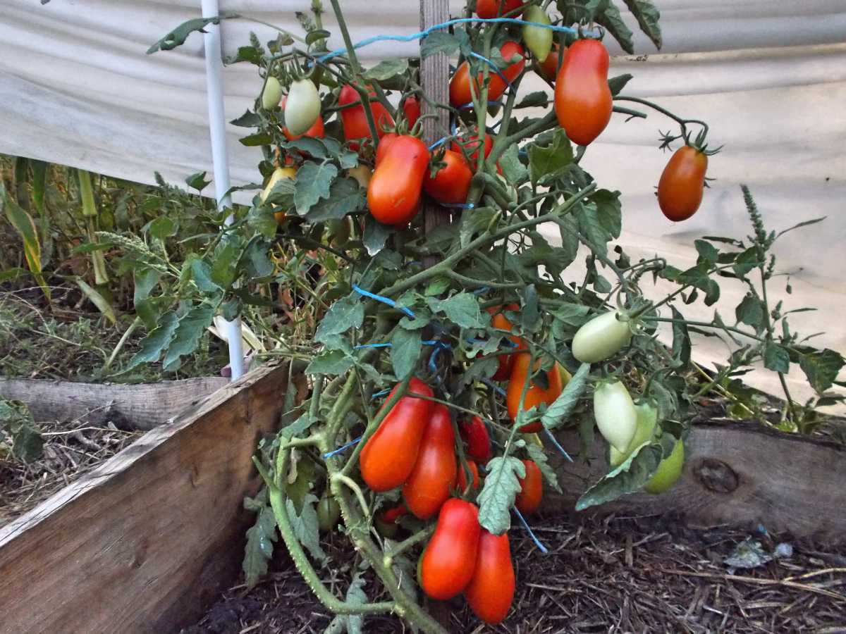Komnatny Surpriz Tomatenanbau
