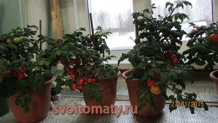 Zimmertomaten: Tomatenanbau im Winter
