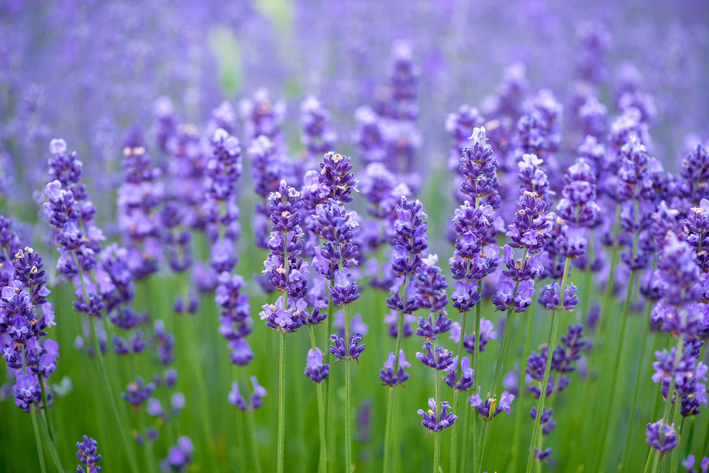 Berauschender, verführerischer Lavendel