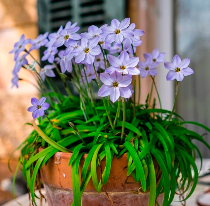 Ipheion Pflanzung und Pflege im Freiland