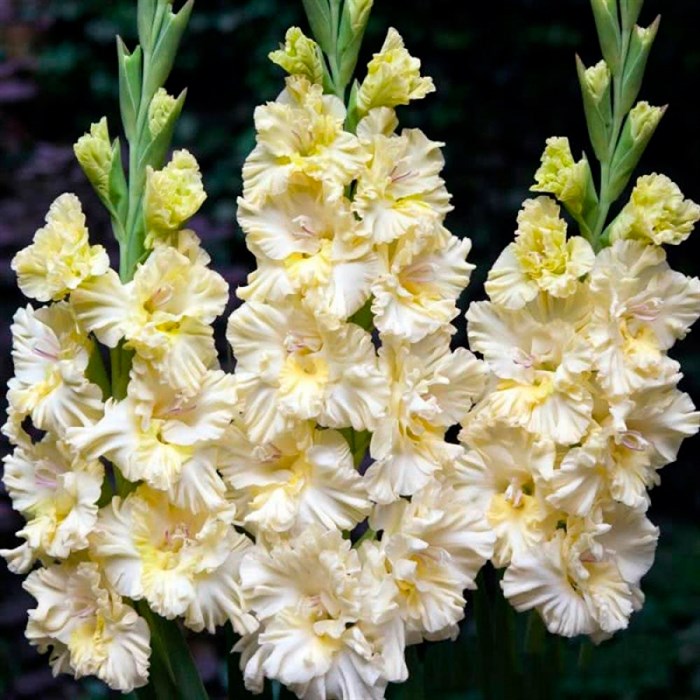 Gladiole: Zimmerpflanze oder nicht?