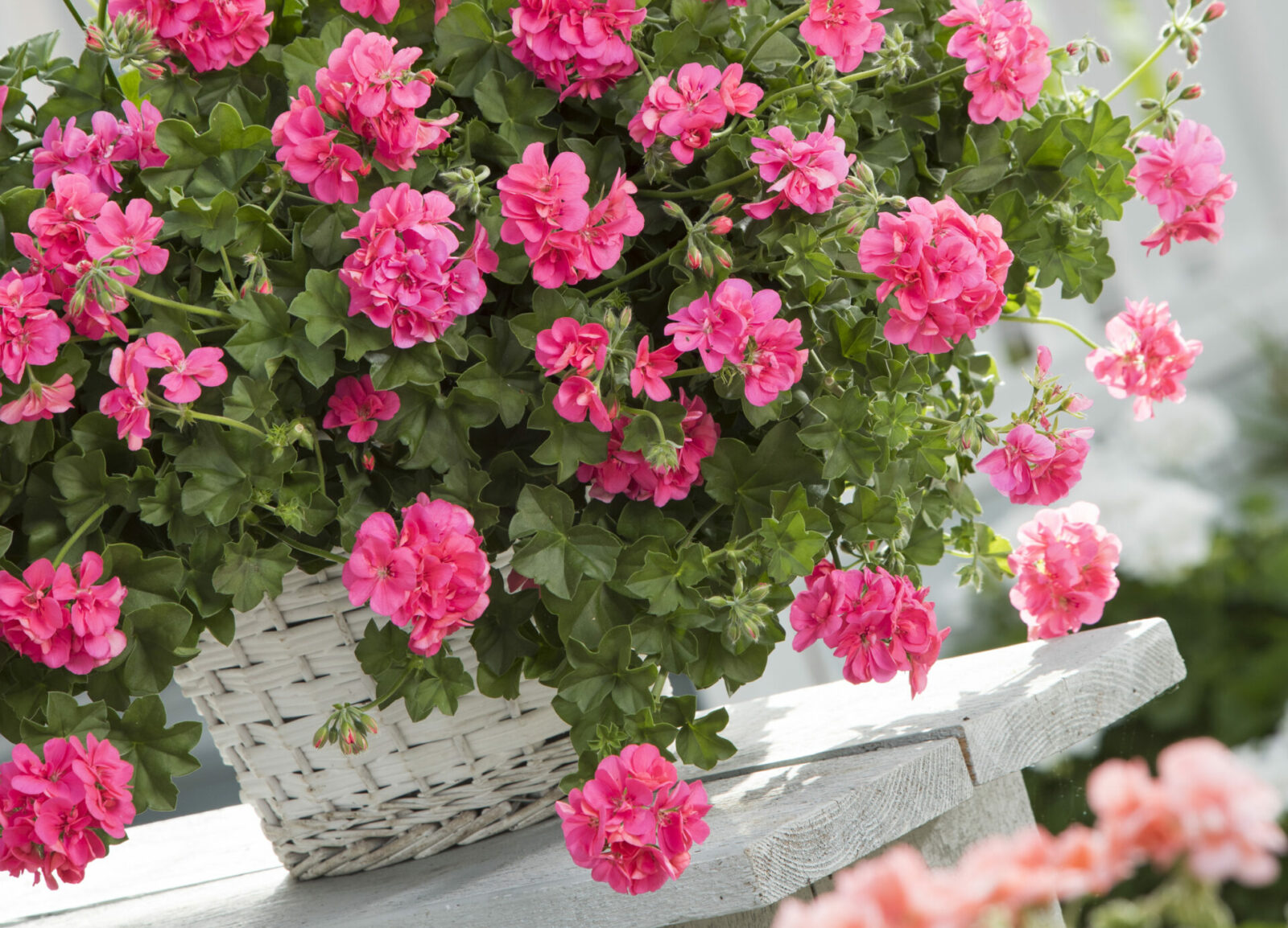 Pflege und Vermehrung der Efeu-Pelargonie