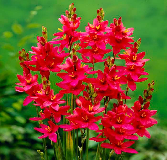 Ixia auf dem Foto