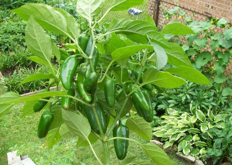 Jalapeño-Paprika: Anbau zu Hause