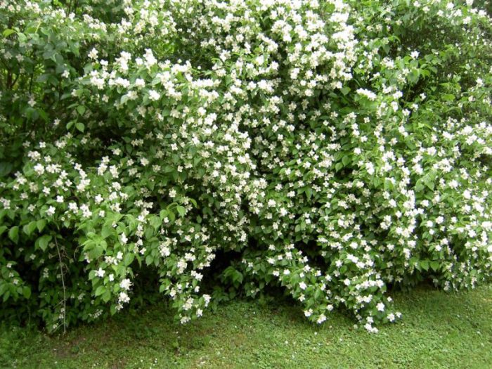 Gartenjasmin