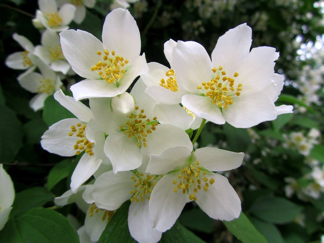 Jasmin: nützliche Eigenschaften der Pflanze