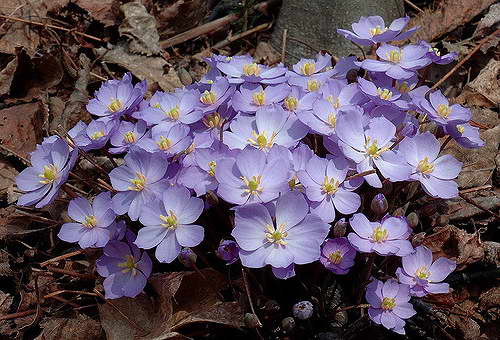 Jeffersonia dubia – Pflanzung und Pflege