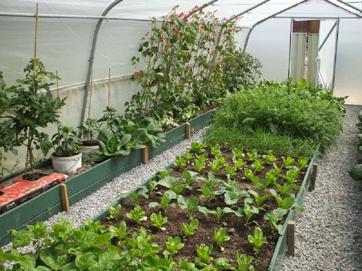 Mischkultur im Gewächshaus