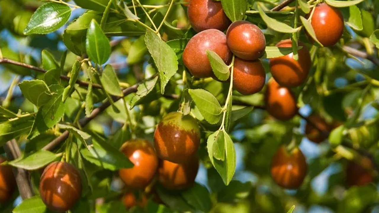 Herbstpflanzung der Jujube