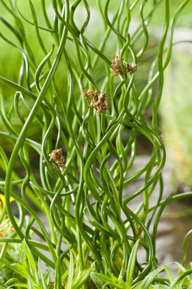 Wie pflegen Sie Juncus spiralis?