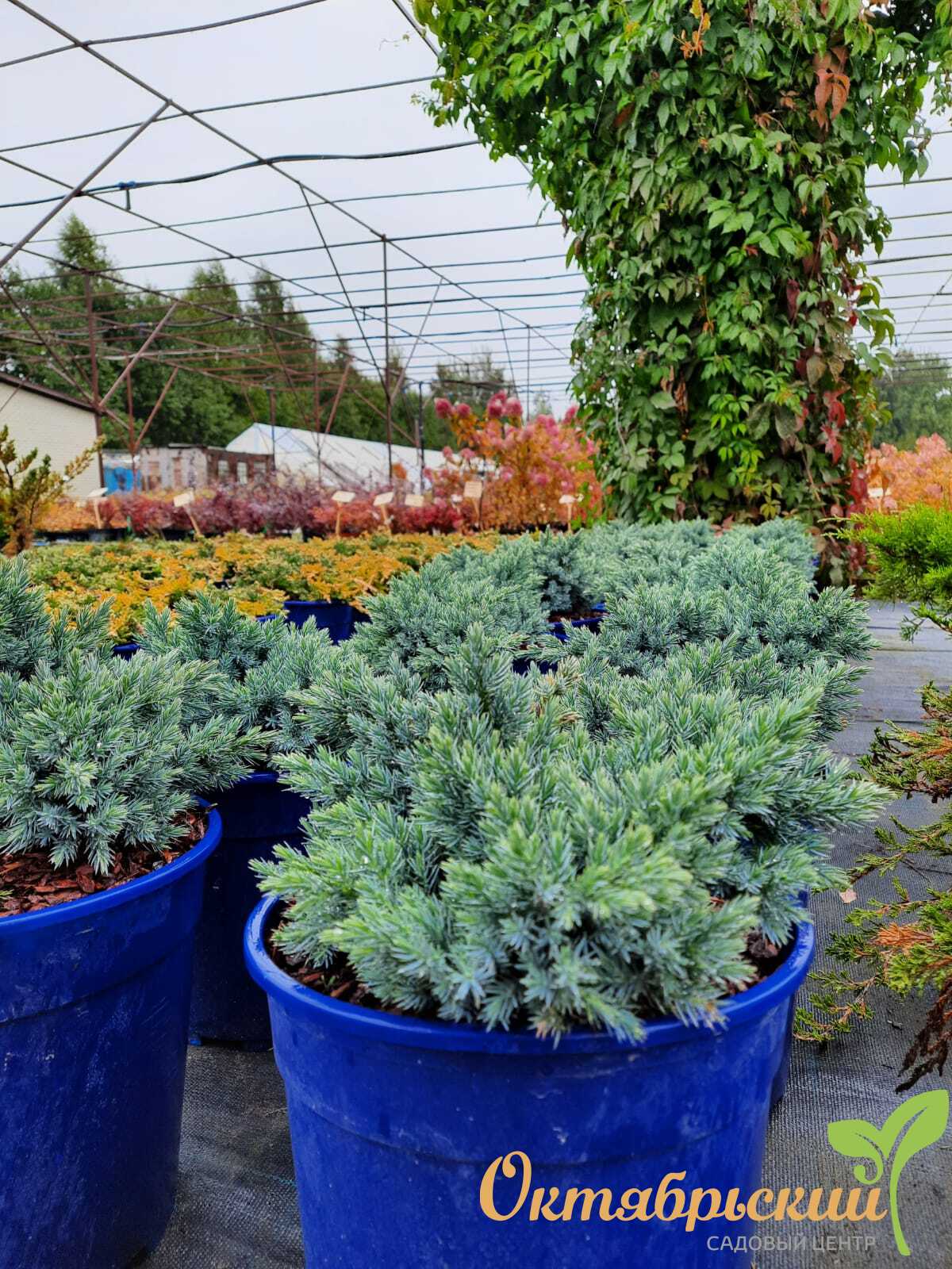 Wacholder Blue Star: Pflanzung und Pflege