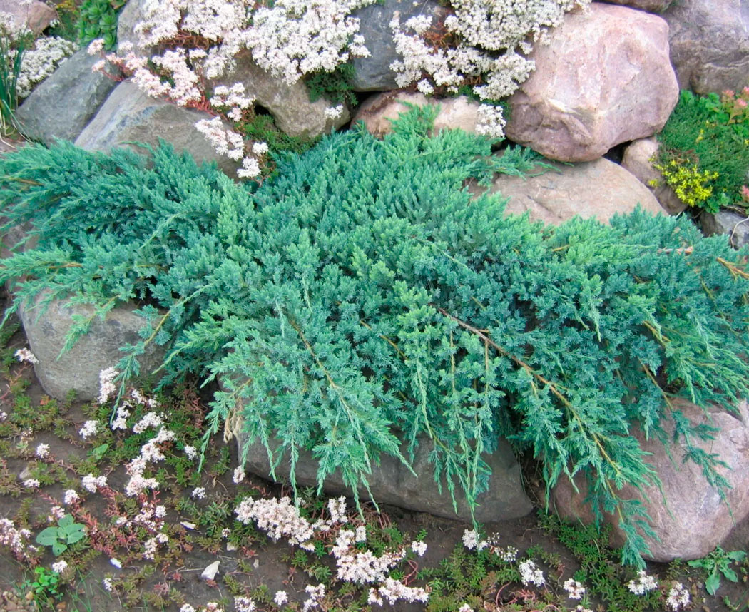 Horizontaler Wacholder 'Blue Chip' pflanzen und pflegen
