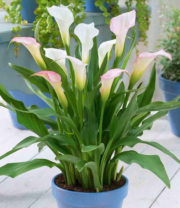 Calla (Gartenpflanze)