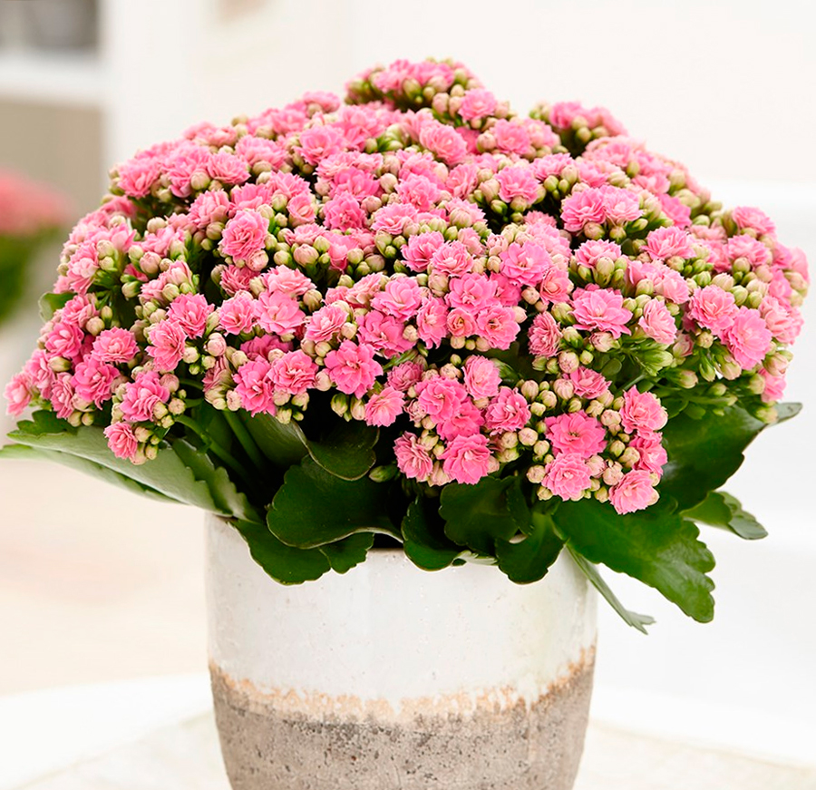 Kalanchoe blossfeldiana: Wie pflegt man sie?