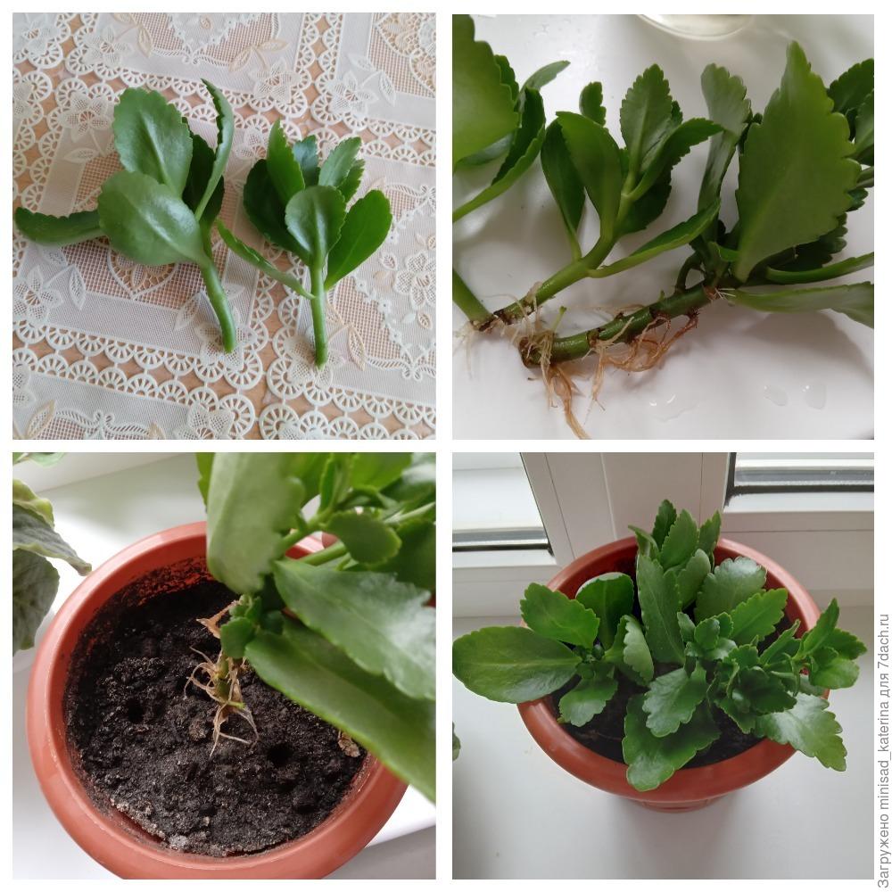 Vermehrung von Kalanchoe blossfeldiana