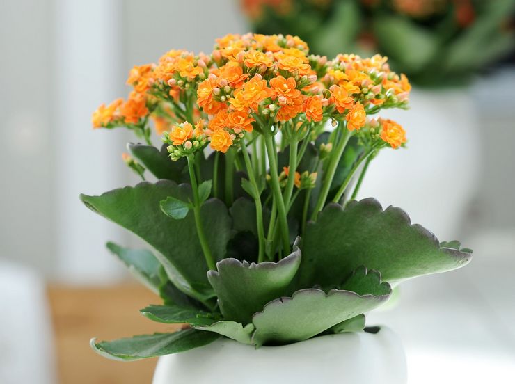 Kalanchoe Calandiva Vermehrung
