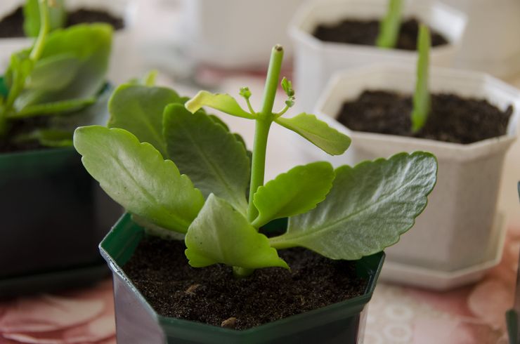 Kalanchoe calandiva – Vermehrung durch Blätter