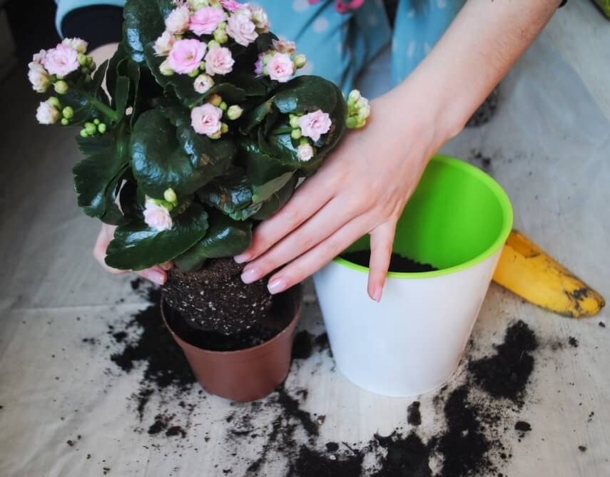Wie pflegt man eine Kalanchoe aus dem Geschäft?