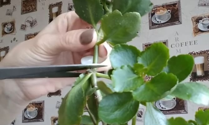Wie schneidet man die Kalanchoe, damit sie ein schönes Büschchen wird?