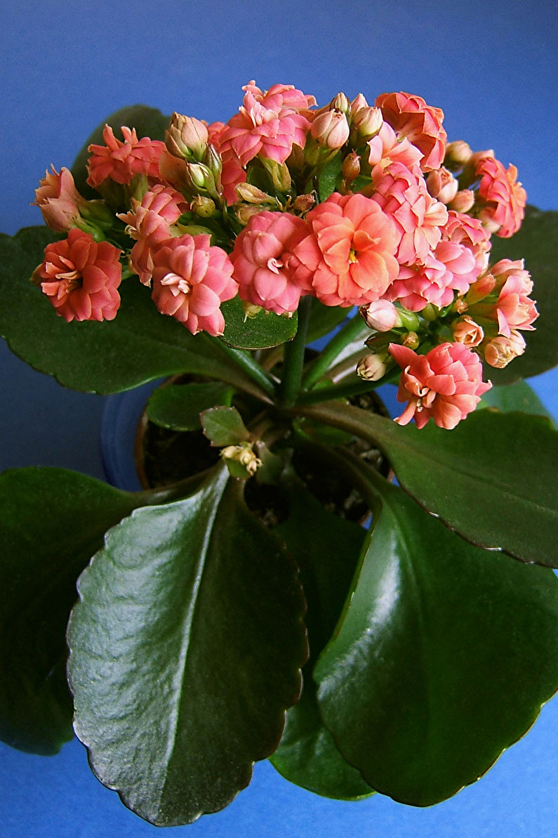 Einpflanzen von Kalanchoe in einen Topf