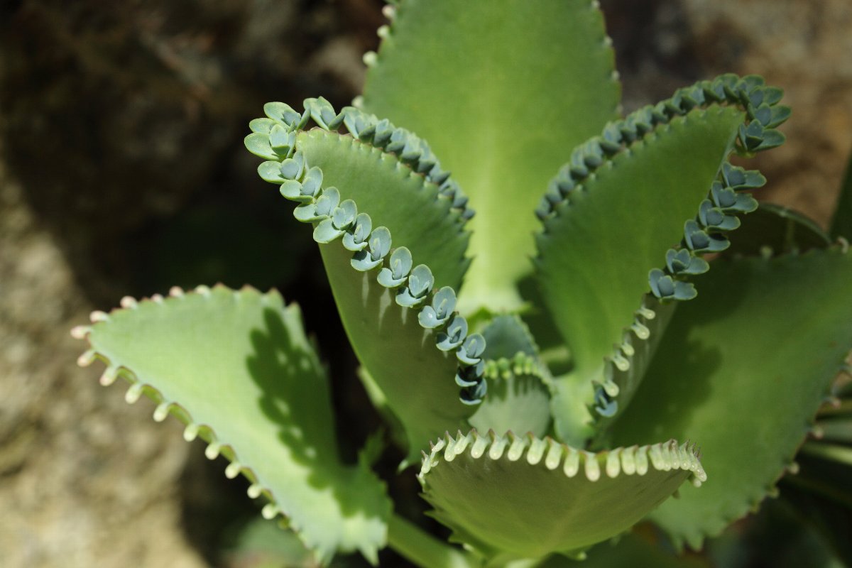 Kalanchoe: Vermehrung durch Blatt