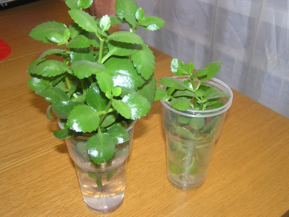Vermehrung von Kalanchoe durch Stecklinge zu Hause