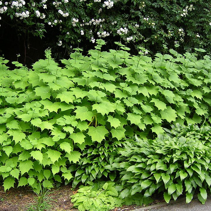 Kirengeshoma palmata: Pflanzung und Pflege