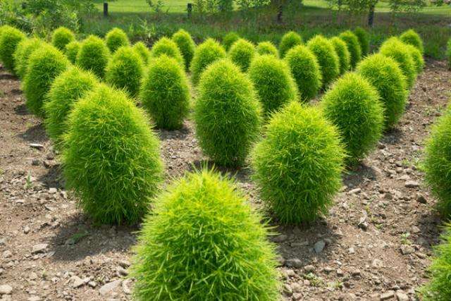 Kochia Sommerzypresse – Anbau aus Samen
