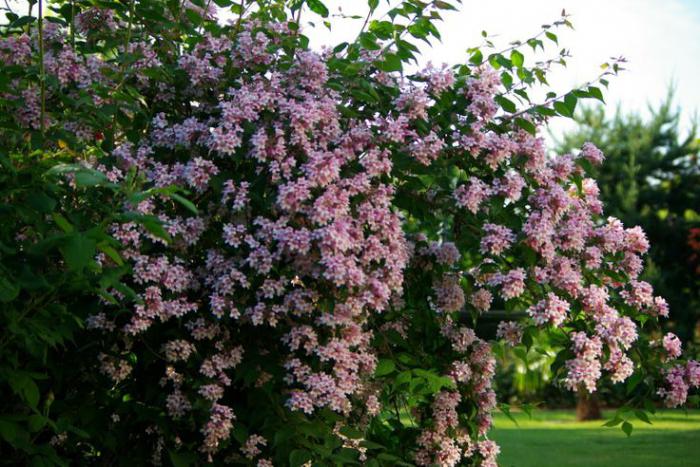 Kolkwitzia amabilis pflanzen und pflegen