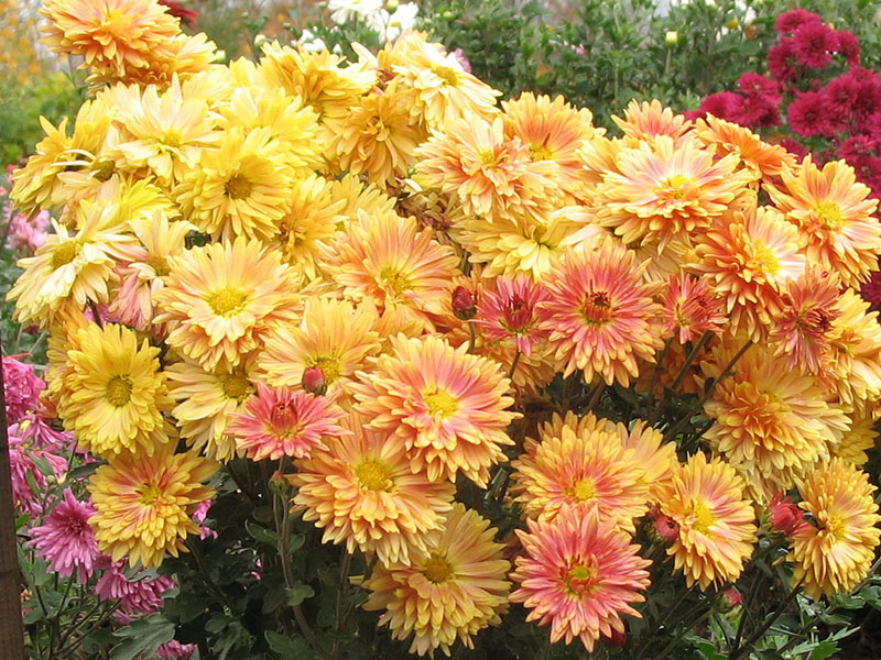 Koreanische Chrysanthemen-Mischung, Anzucht aus Samen