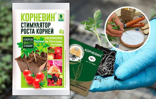 Kornewin: Anwendung für Zimmerpflanzen