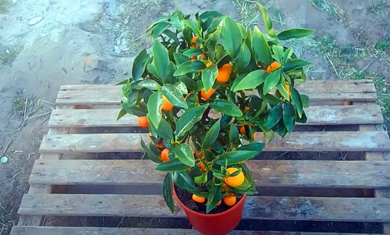 Kumquat aus Samen ziehen