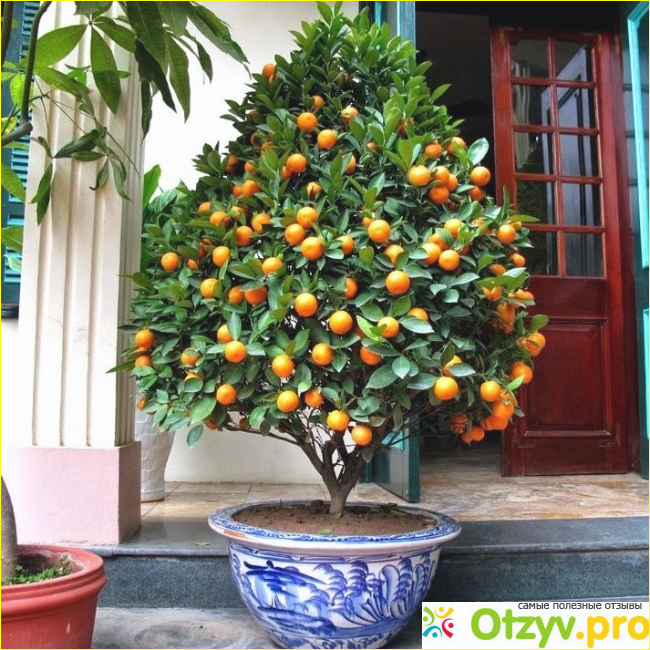 Kumquat-Anbau zu Hause