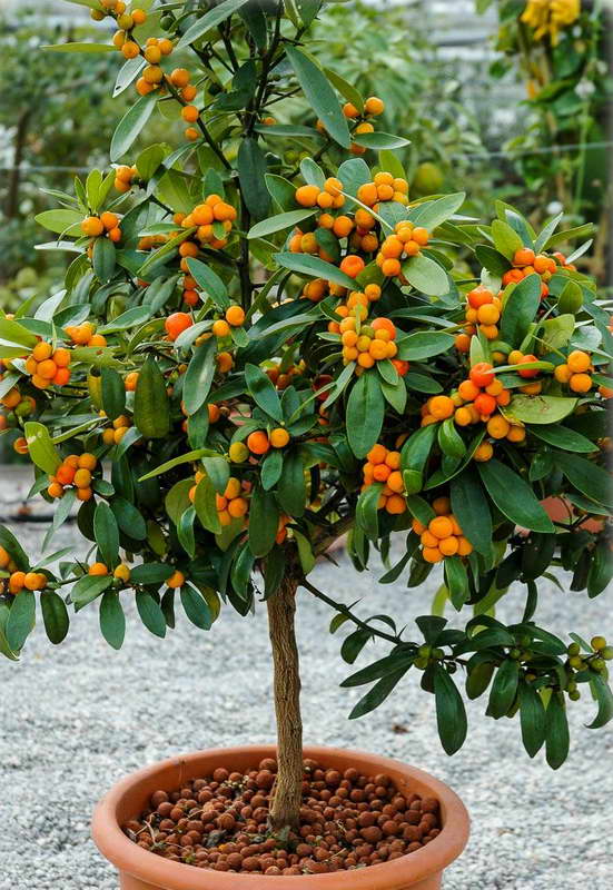 Kumquat: Anbau zu Hause aus dem Kern