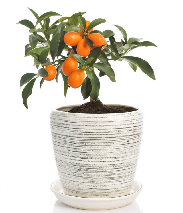 Kumquat Zimmerpflanze Pflege