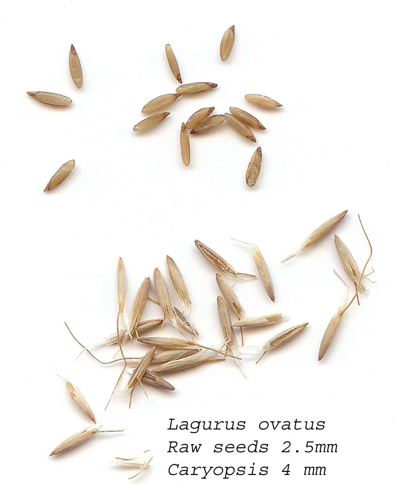 Lagurus-Anbau aus Samen