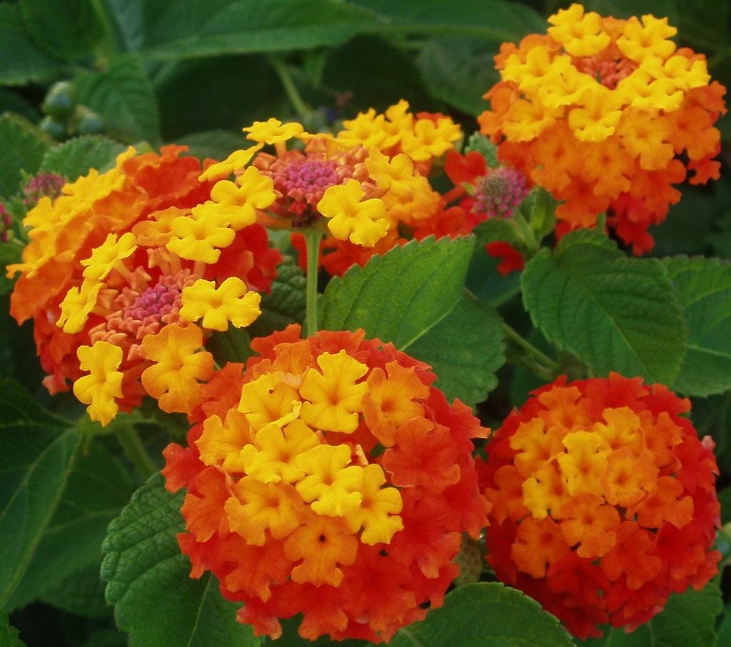 Lantana Pflege und Vermehrung